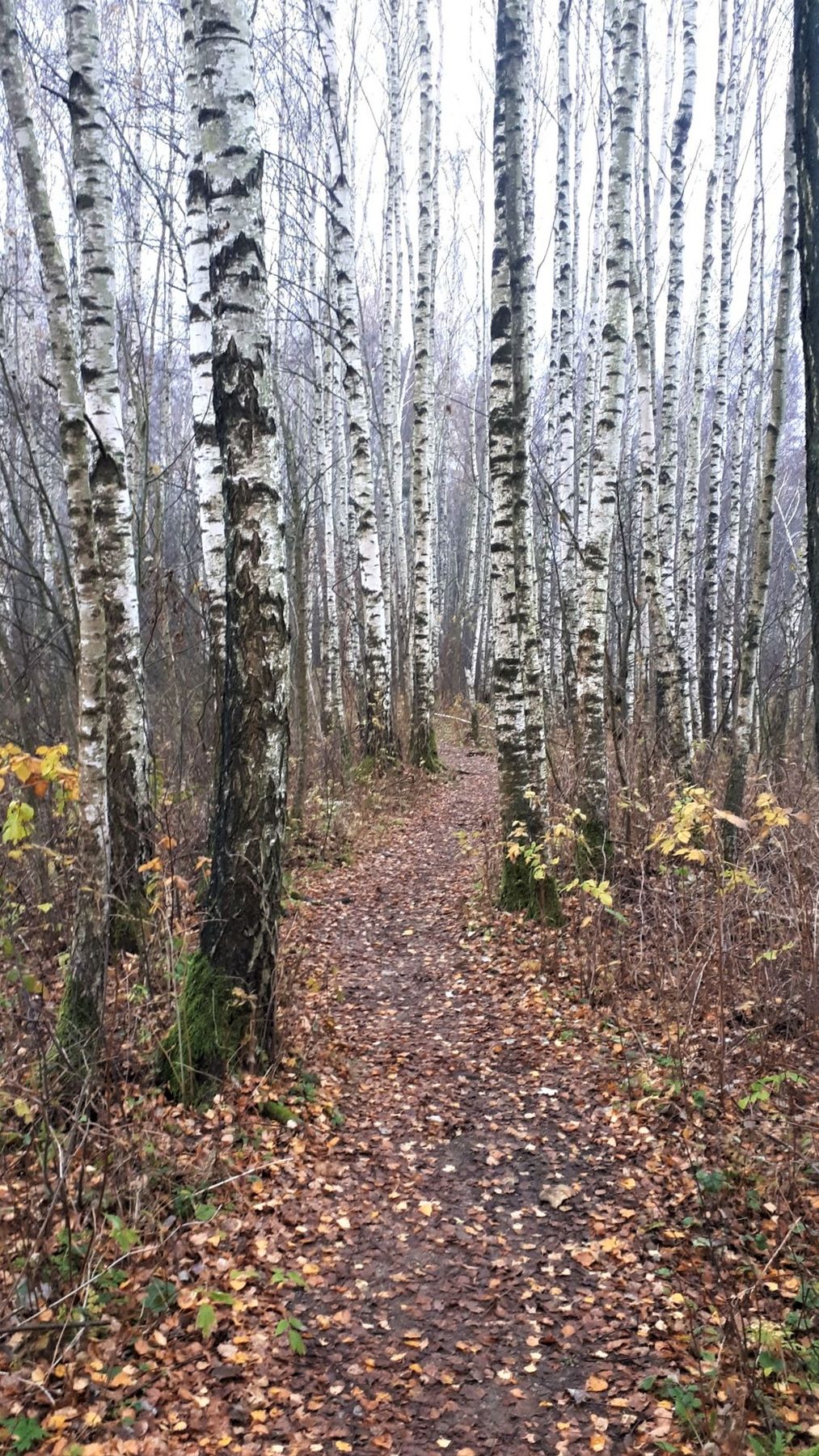 Aukstumala_the_trail