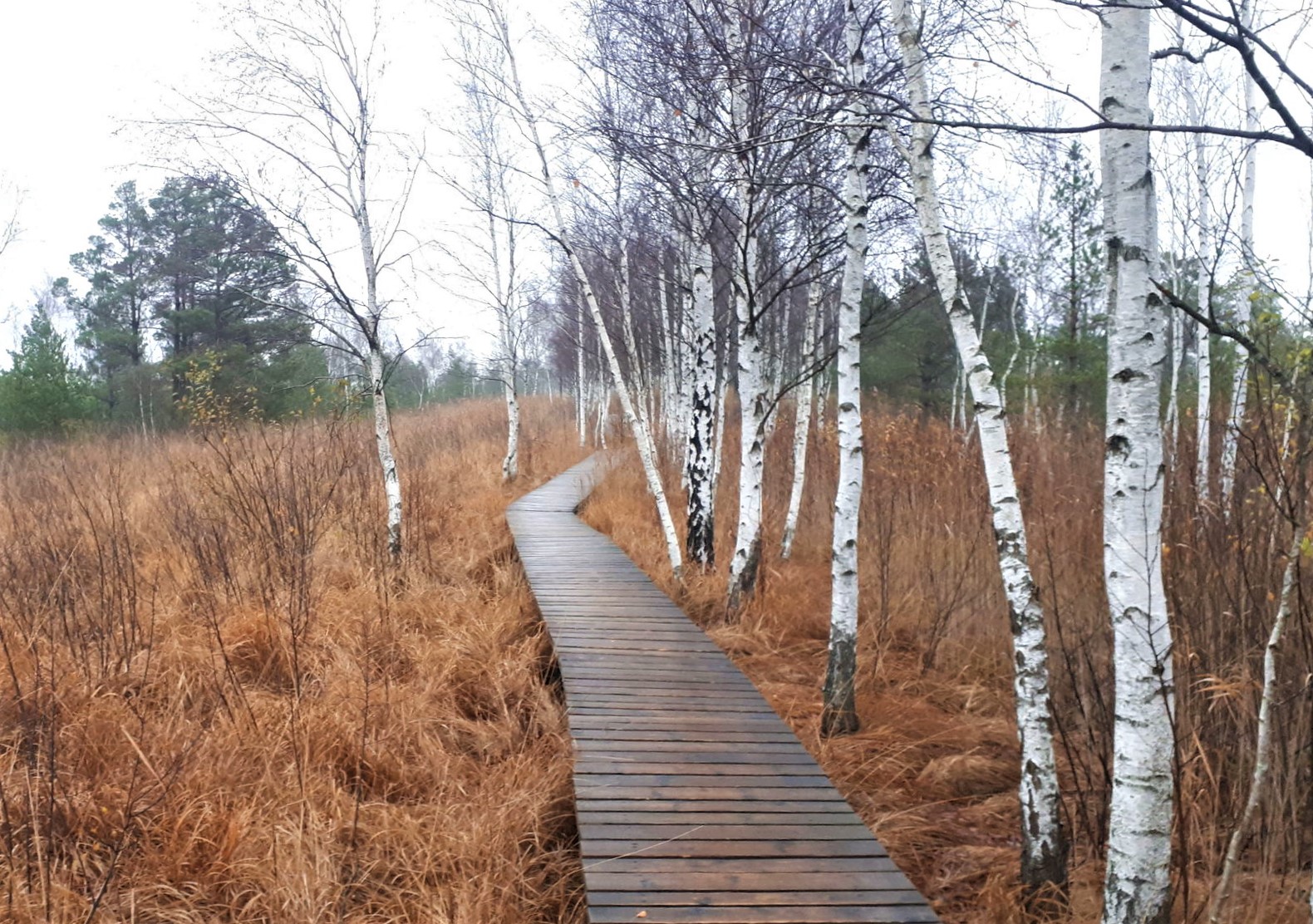 Aukstumala_wooden_trail_2