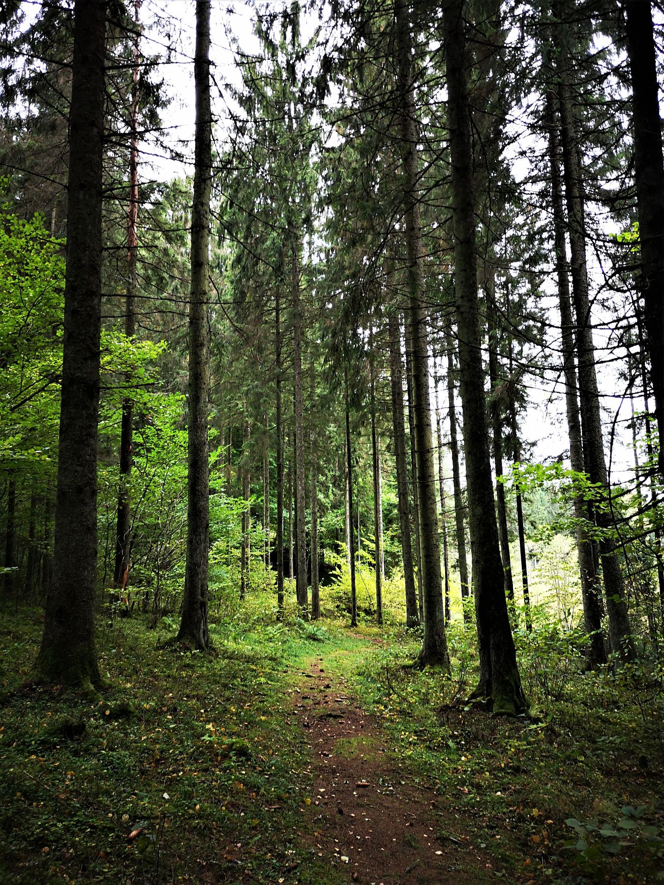 Mikytai_trail_Antanaviciute_R_path