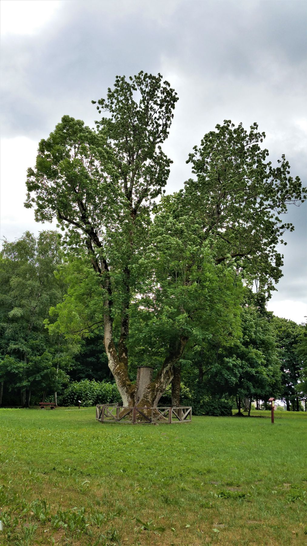 2_Plateliai_surroundings_Antanaviciute_witch_s_ash