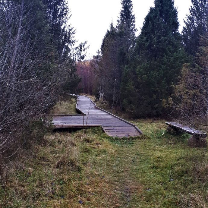 _aukliai_The_beginning_of_wooden_path