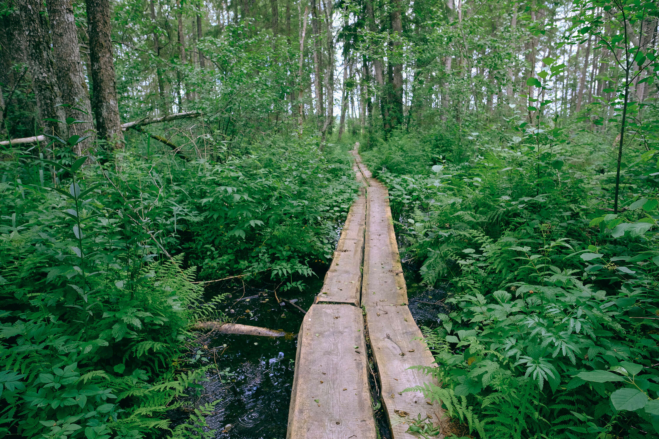 rvesetas-purva-laipa-2020_50269479608_o