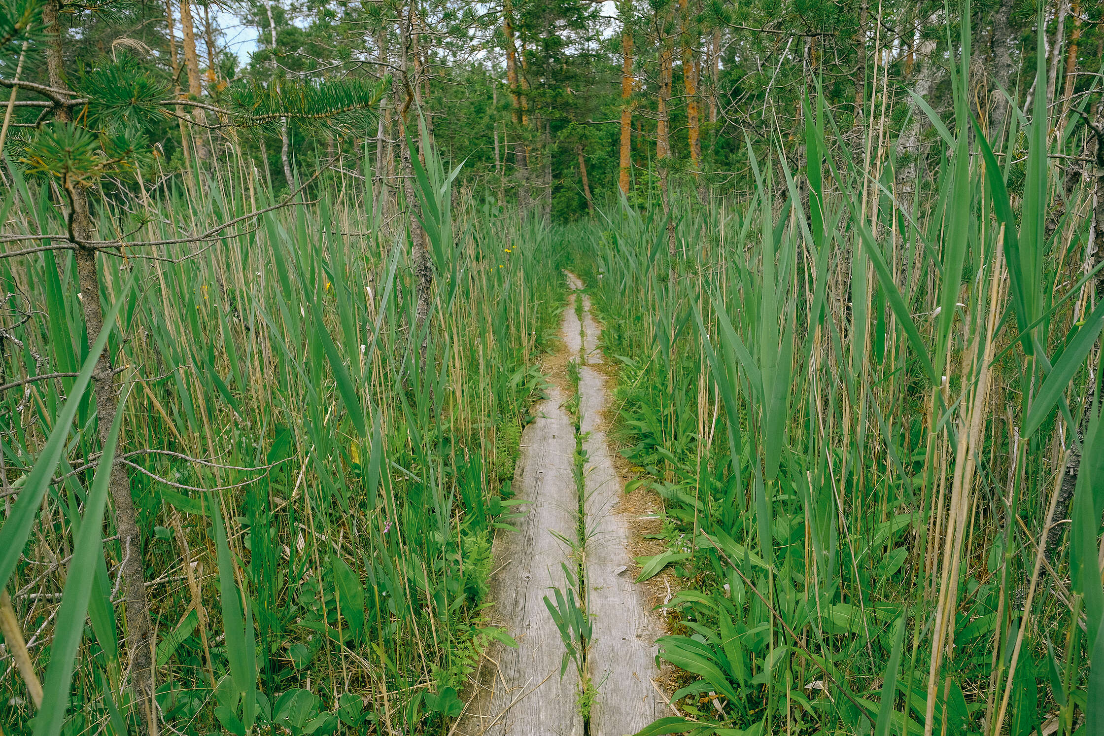 rvesetas-purva-laipa-2020_50269480133_o