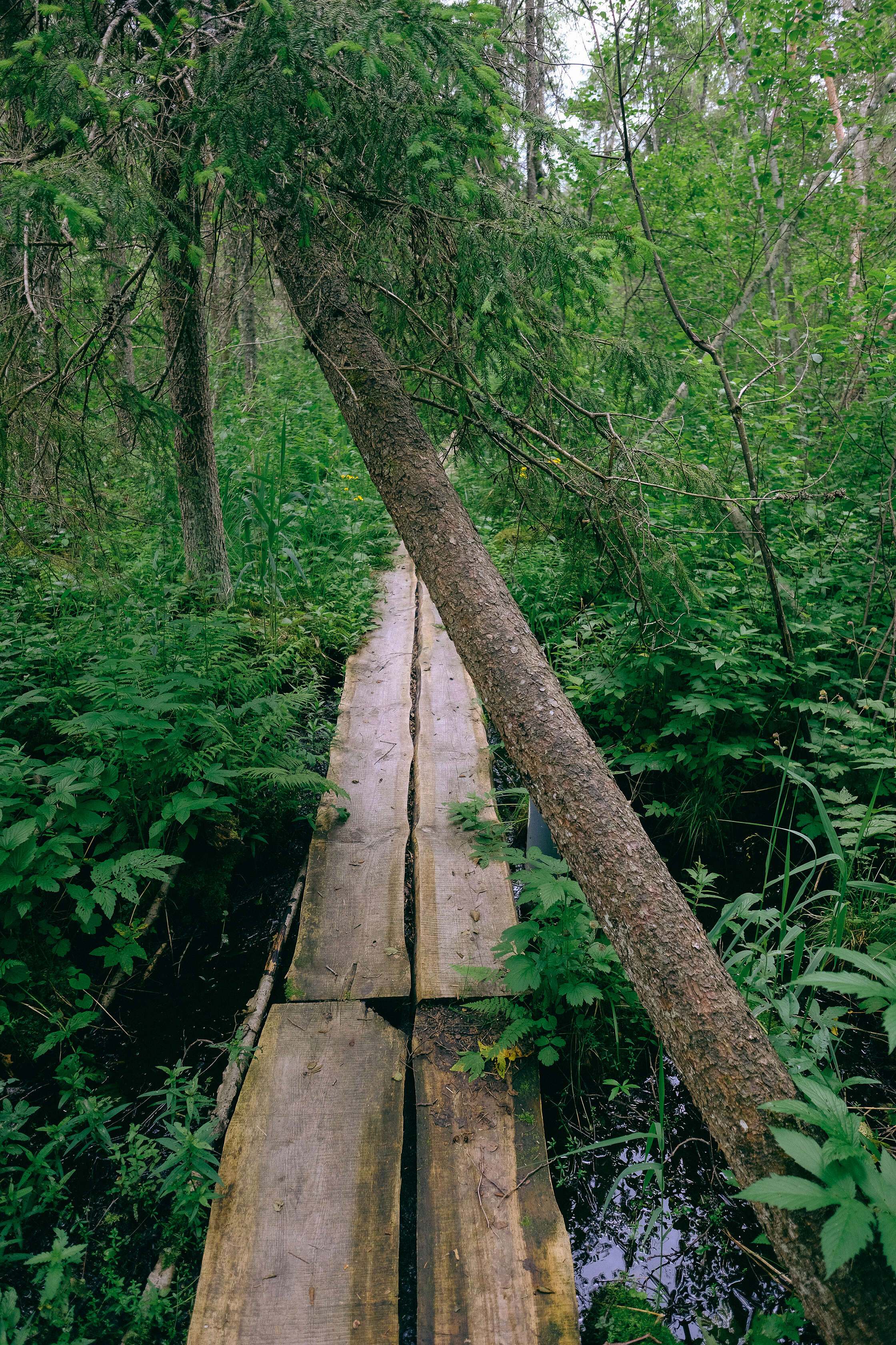 rvesetas-purva-laipa-2020_50270321052_o